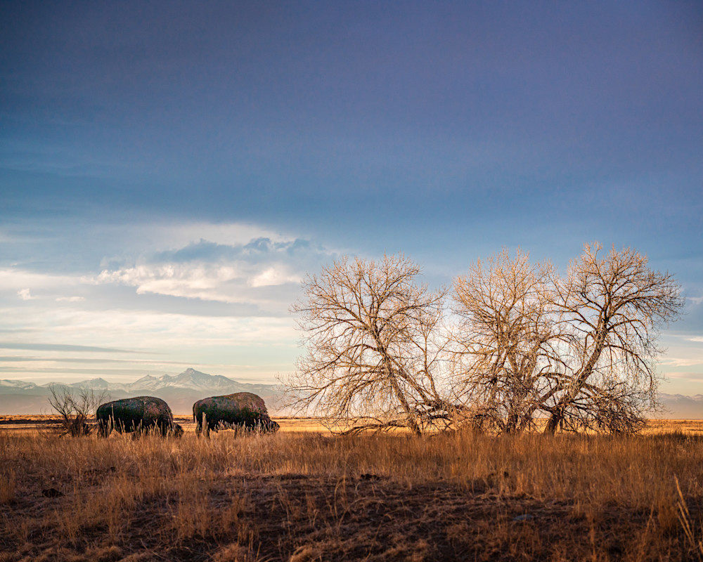Grazing Bison. Colorado Photography Art | Kelley Dallas Photography