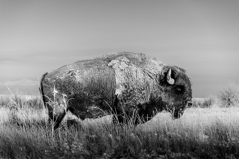 Snow Covered Bison. Colorado Photography Art | Kelley Dallas Photography