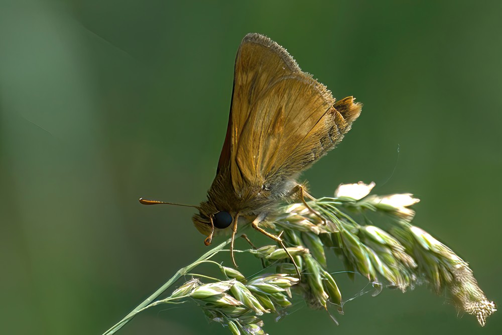 Butterflies Moths5 Photography Art | NaturePrintStudio