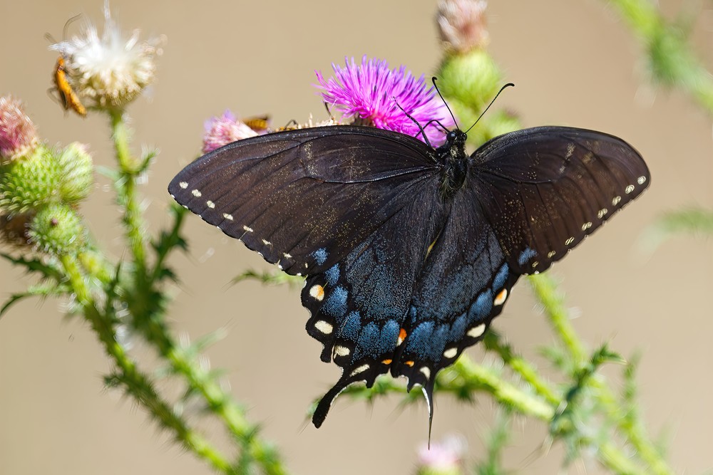 Butterflies Moths3 Photography Art | NaturePrintStudio