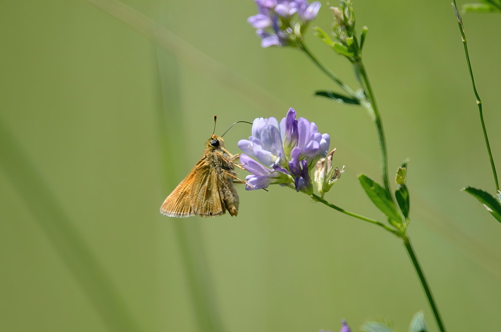 Butterflies Moths4 Photography Art | NaturePrintStudio