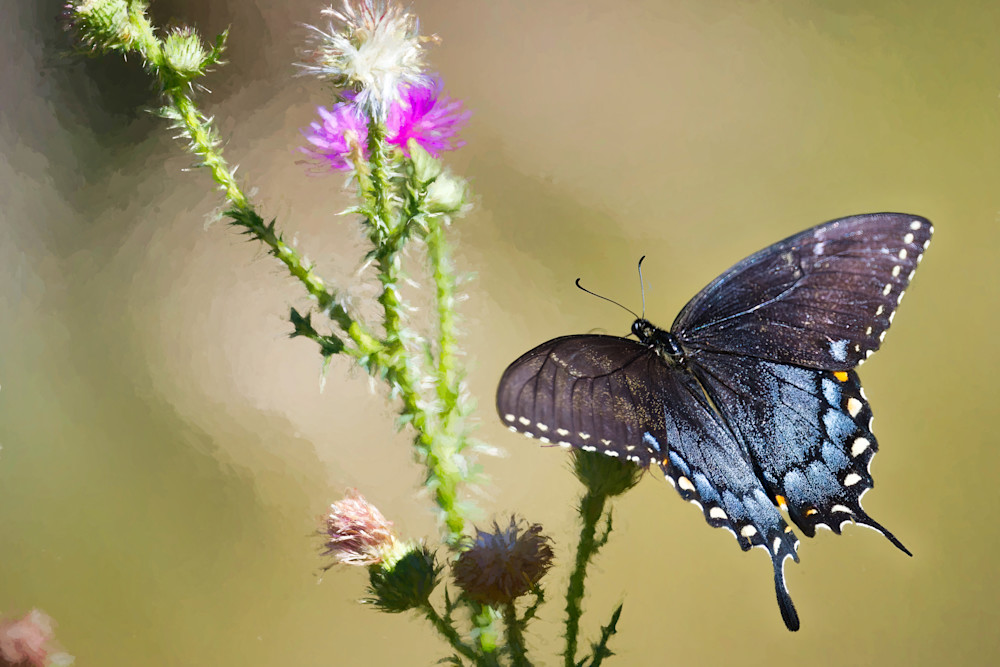 Butterflies Moths Photography Art | NaturePrintStudio