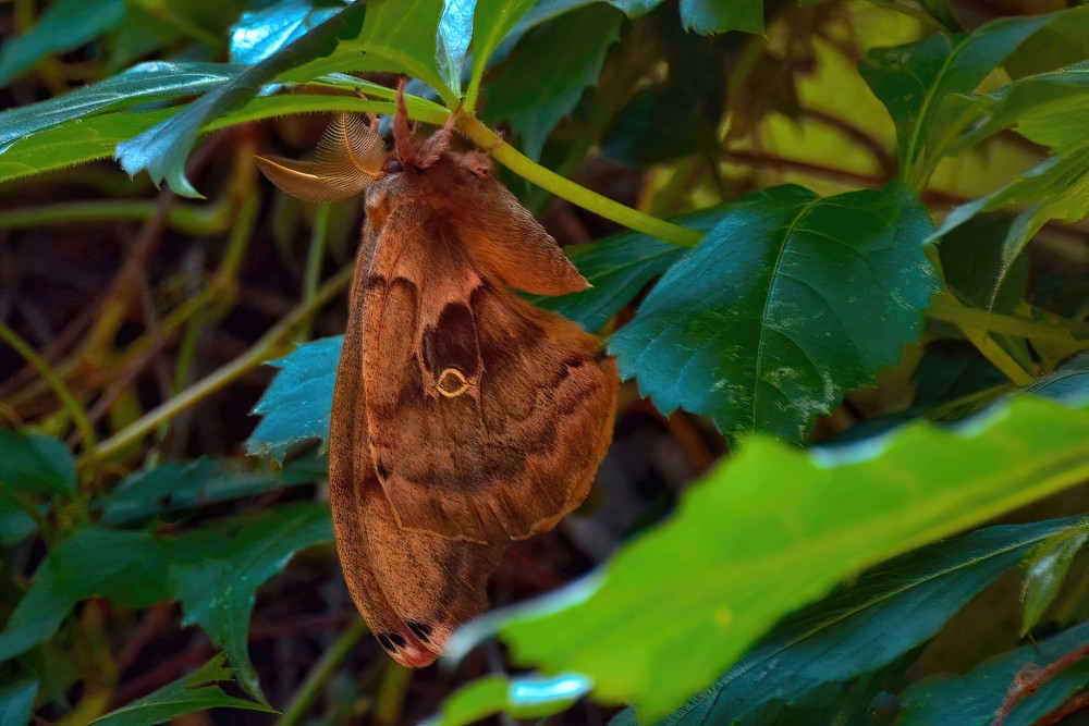 Butterflies Moths7 Photography Art | NaturePrintStudio