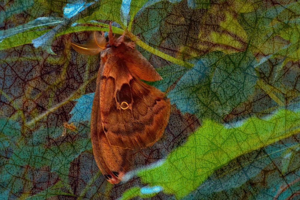 Butterflies Moths8 Photography Art | NaturePrintStudio