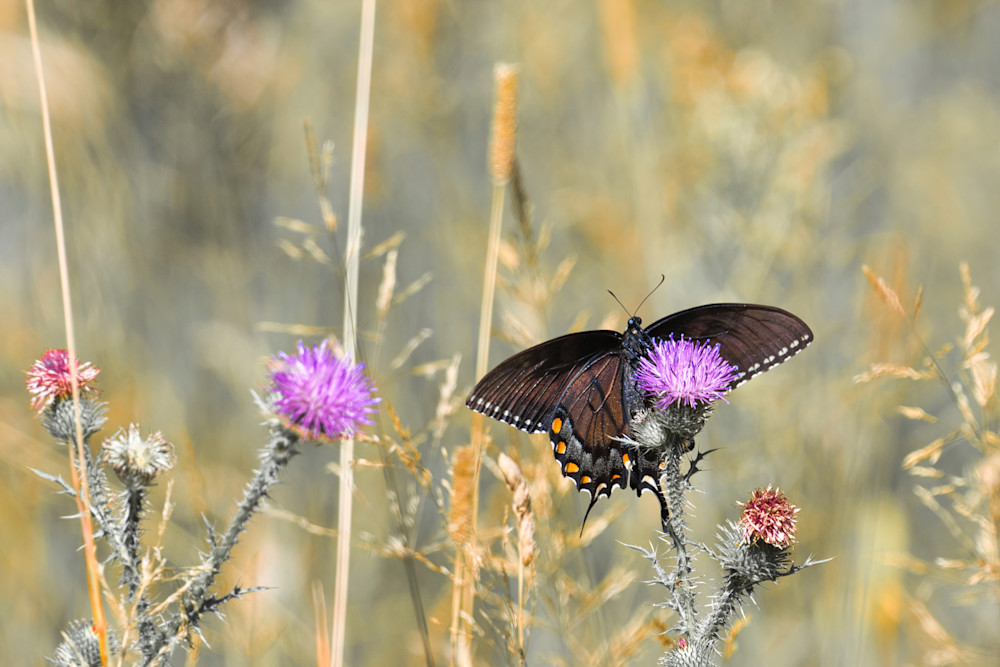 Butterflies Moths9 Photography Art | NaturePrintStudio