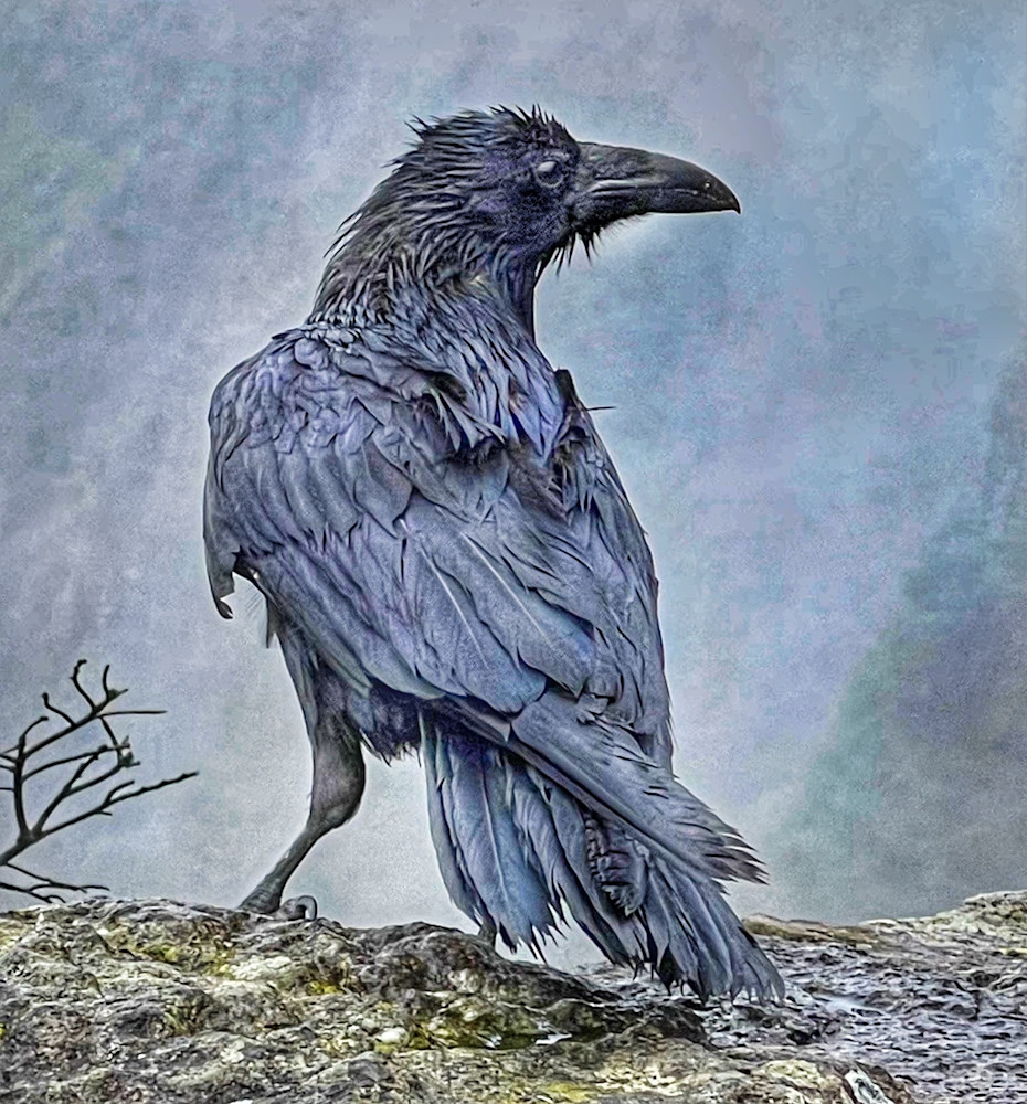 Raven Master Of Heceta Head Photography Art | Sandy Brown Jensen: I Dream in Gold