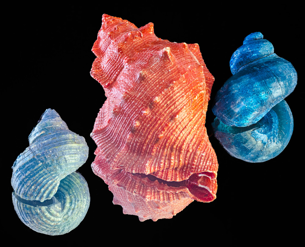 Jewels Of The Sea Photography Art | Thirdwind Photography