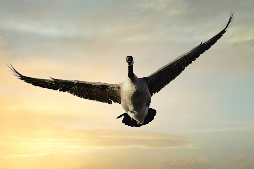 Canada Geese Photography Art | NaturePrintStudio