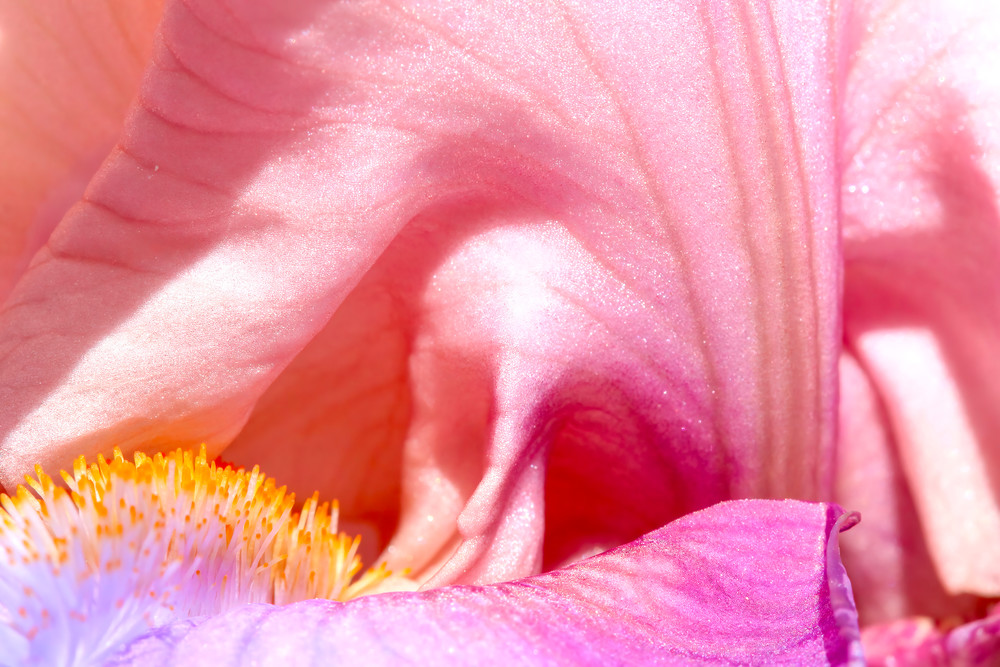 Champagne Dream, shop prints Susan Rangitsch Photography