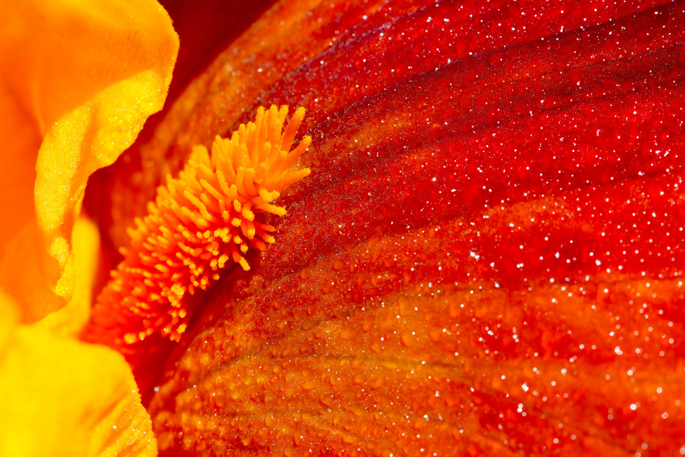 Orange Iris; shop macro photos / Susan Rangitsch Photography