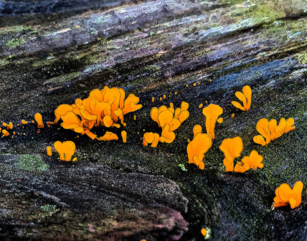 Orange Fungus No 1 Photo Photography Art | Photo Folk