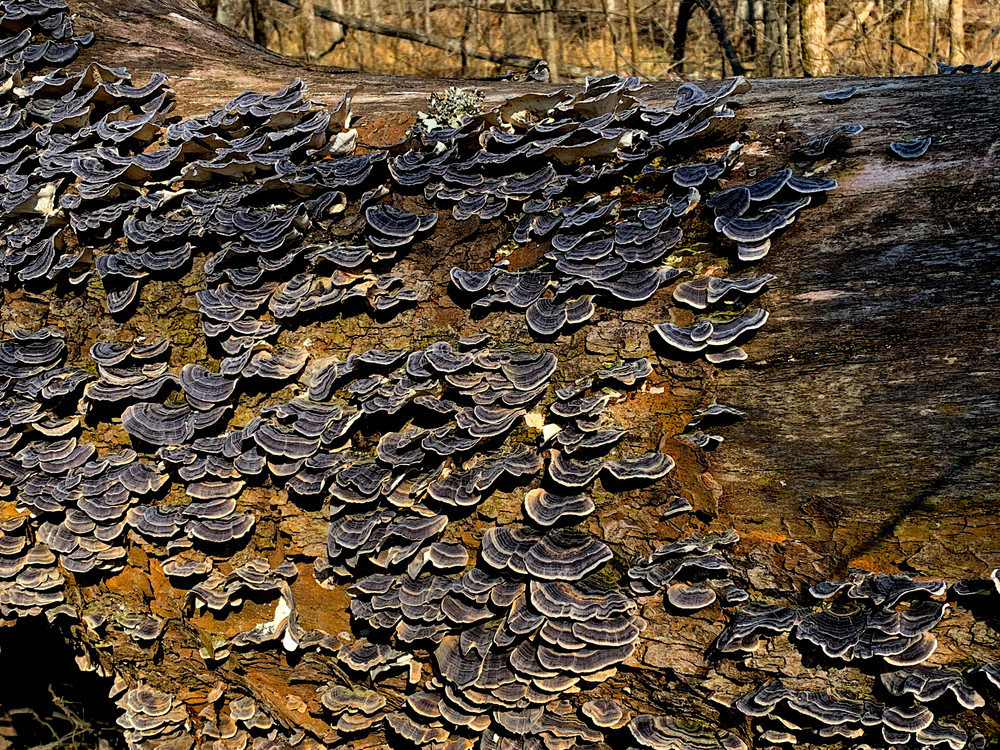 Blue And Gray Fungi On Log Photo Photography Art | Photo Folk