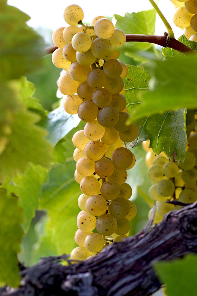 Vidal Finger Lakes Grapes 24x36x200 Photography Art | Images by Doc