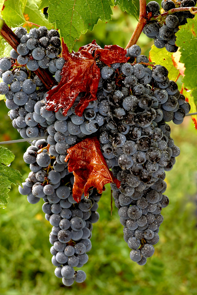 Merlot Finger Lakes Grapes 24x36x200 Photography Art | Images by Doc