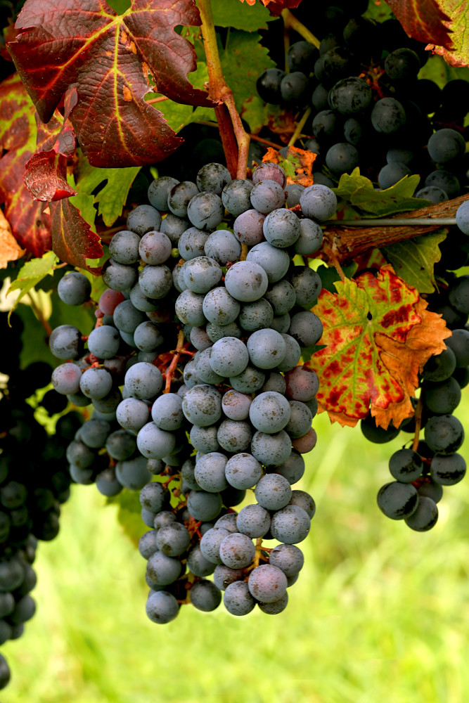 Cab Franc Finger Lakes Grapes 24x36x200 Photography Art | Images by Doc