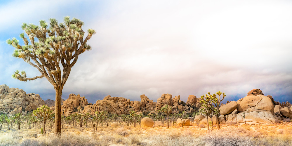 joshua tree, panorama, california desert, pastel