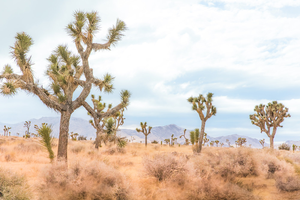 joshua tree, pastel, california desert, california, desert photography
