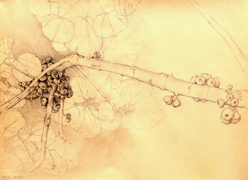 "Fig Tree"  Art | moonlogicpress