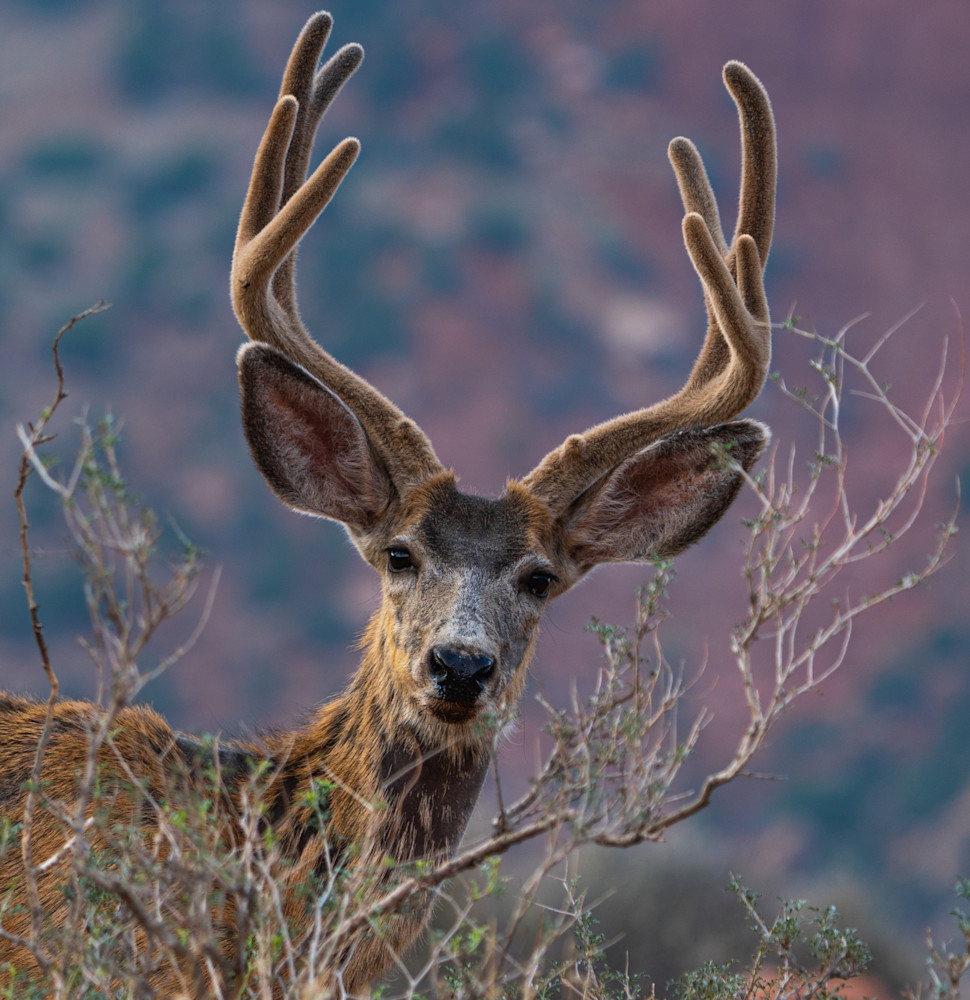 Nosey Mule Deer Photography Art | Dick Nagel Photography