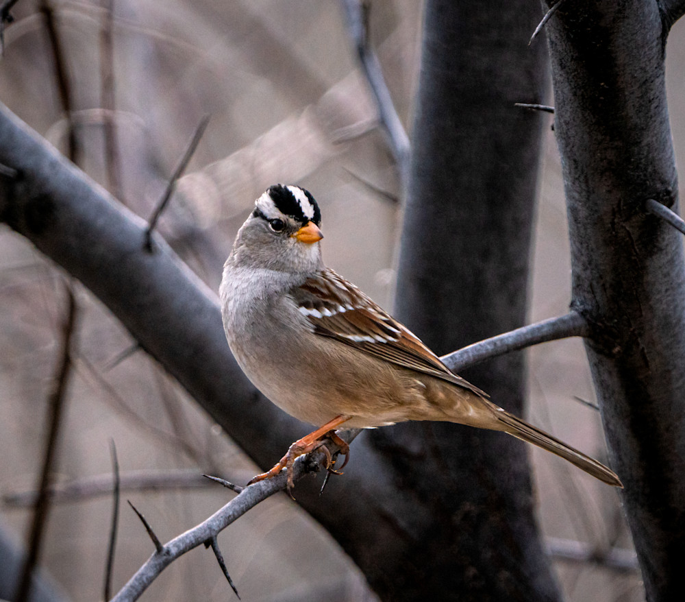 White Crowned Sparrow Photography Art | Dick Nagel Photography