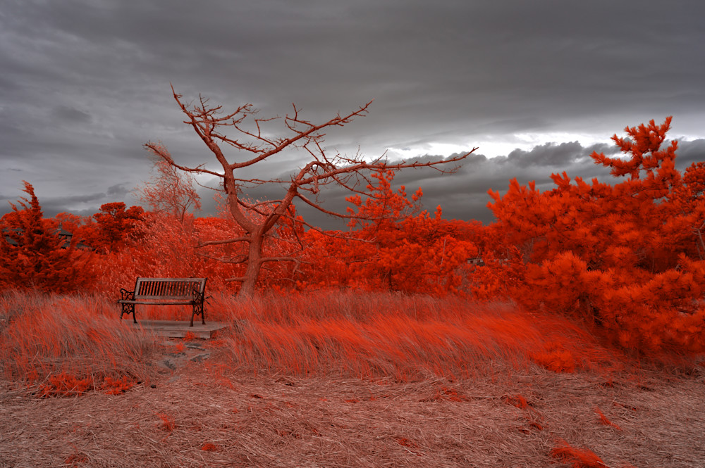 Cape Cod Bench And Tree, Red Photography Art | Bryce Quayle Fine Art Photography