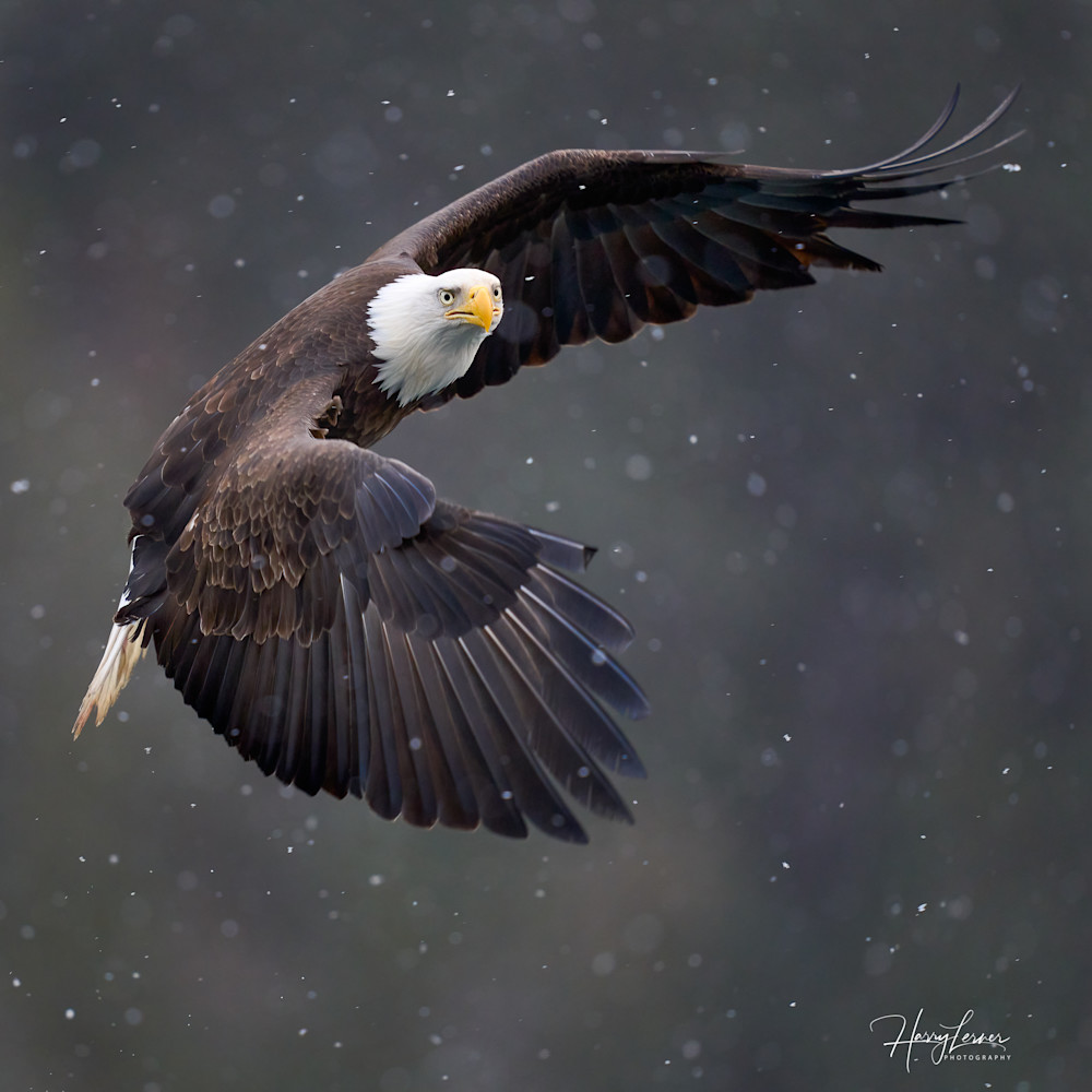 Bald Eagle Bankin In Snowfall 2 Photography Art | Harry Lerner Photography
