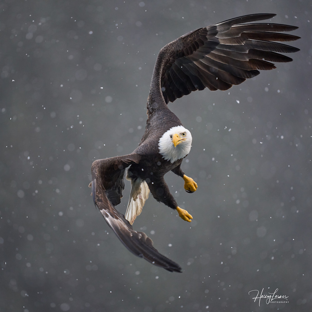 Bald Eagle Banking In Snowfall 3 Photography Art | Harry Lerner Photography