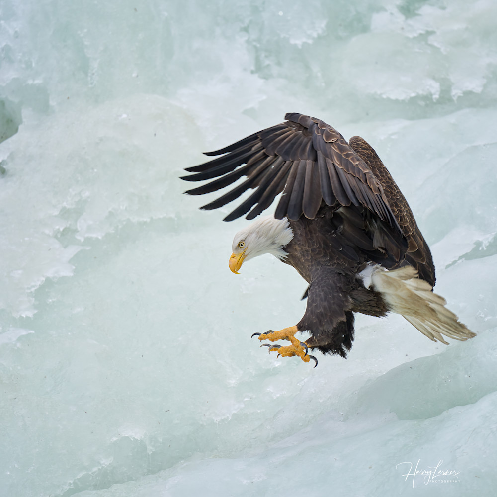 Bald Eagle On Ice Photography Art | Harry Lerner Photography