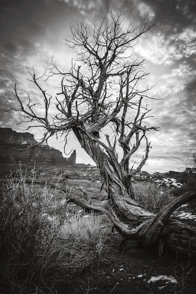 Fisher Towers And Gnarled Juniper In Duotone Photography Art | Shoot for Love, LLC