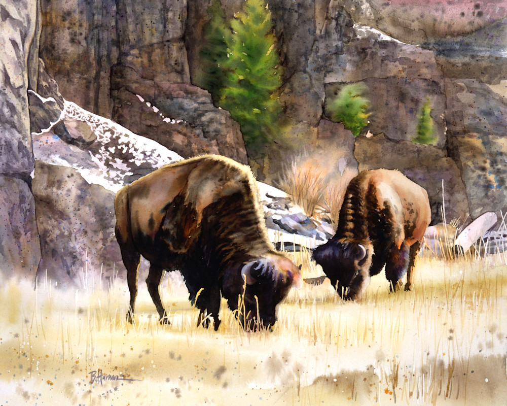 Bison (Buffalo) in Wyoming