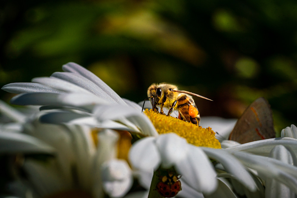 Same Bee On The Same Flower Photography Art | Dick Nagel Photography