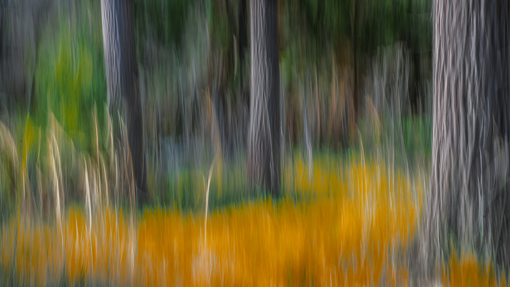 Tree Blur Photography Art | John's Photos