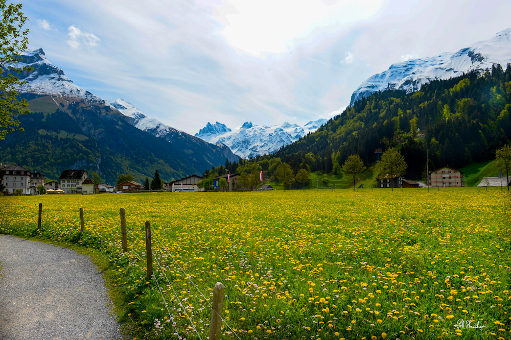 Field Of Flowers   Swiss Alps Photography Art | Rob Shanahan Photography