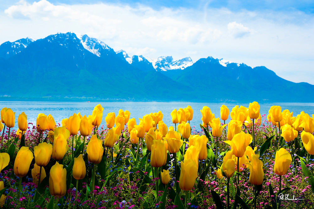 Lake Geneva Yellow Tulips Photography Art | ROB SHANAHAN MEDIA LLC