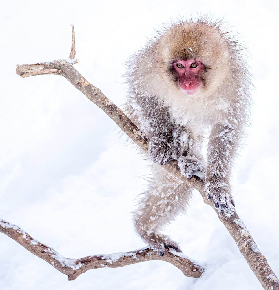 Snow monkey after a heavy snowstorm