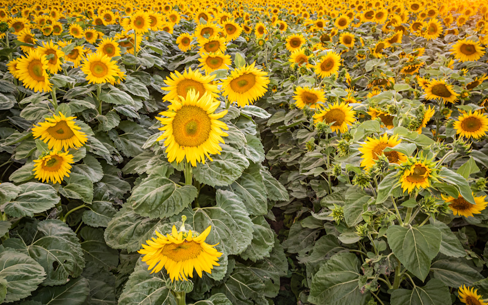 Sunflowers Forever
