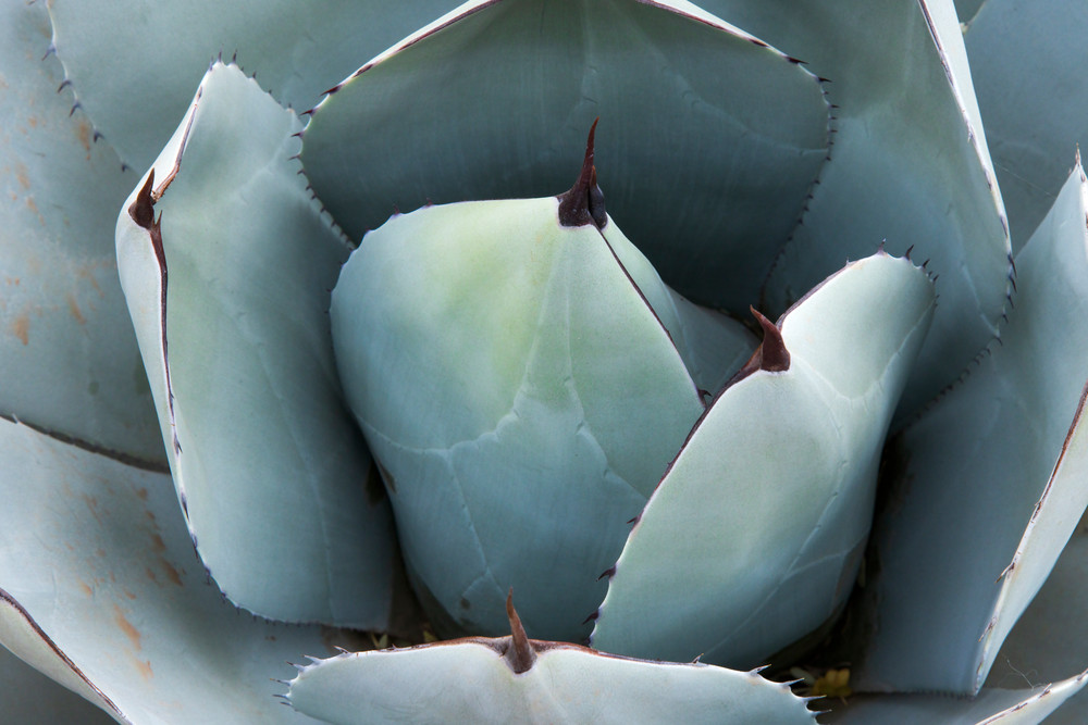 Agave Center Photography Art | Dana Echols Photography 
