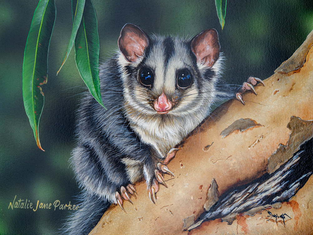 Squirrel Glider (Petaurus norfolcensis) Australian Wildlife Art by Natalie Jane Parker