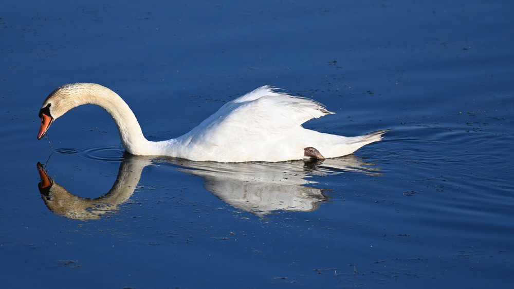 Swan On The Water 3 Photography Art | Bryce Quayle Fine Art Photography