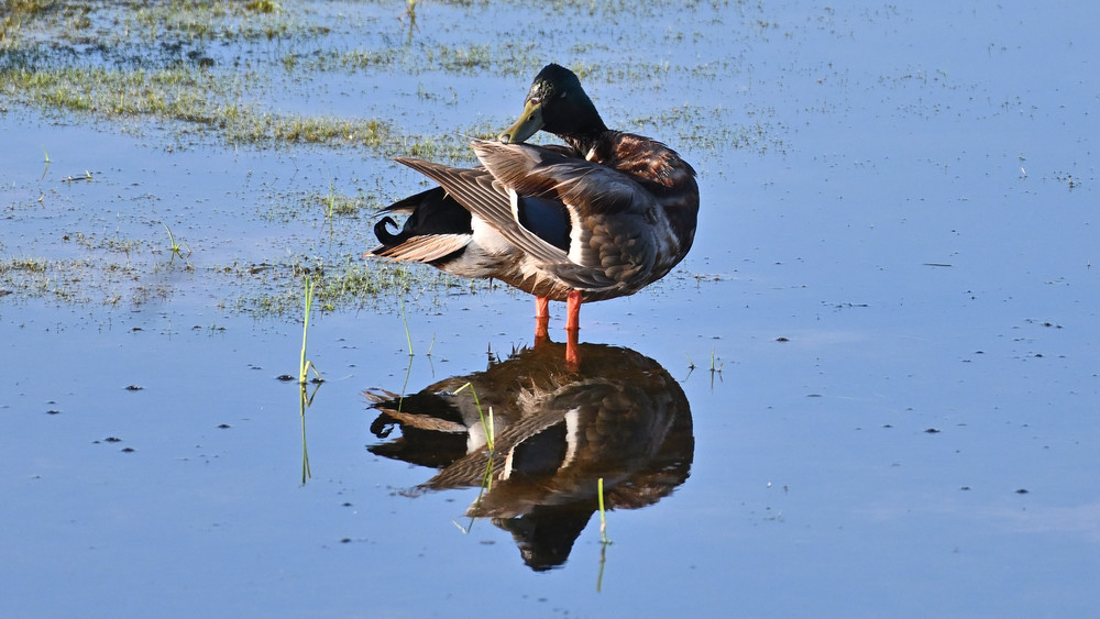 Mallard Standing In Water 1 Photography Art | Bryce Quayle Fine Art Photography