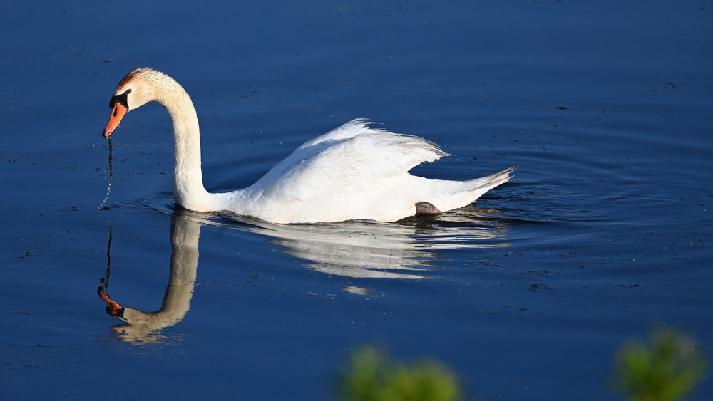 Swan On The Water 1 Photography Art | Bryce Quayle Fine Art Photography