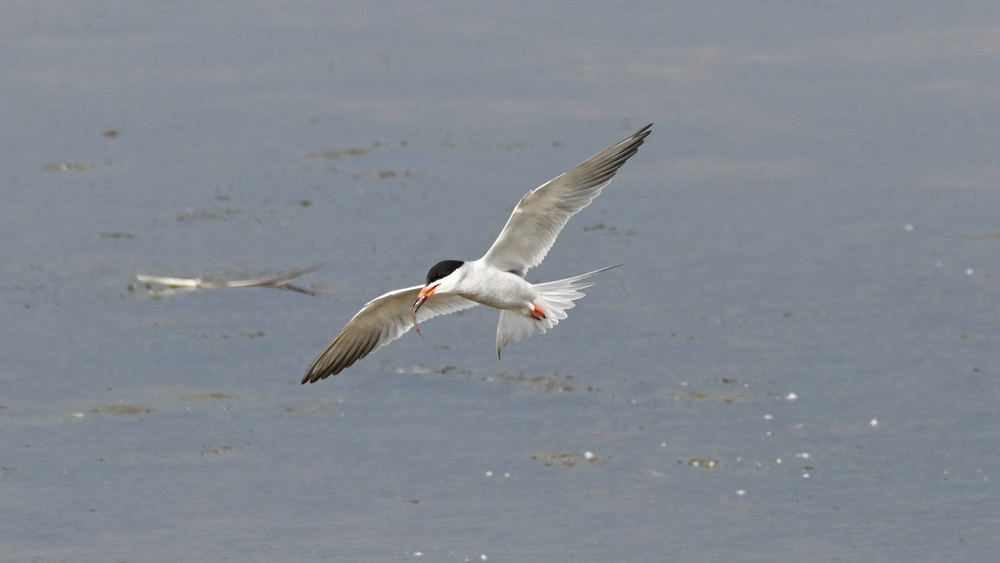 Tern In Flight With Fish Photography Art | Bryce Quayle Fine Art Photography
