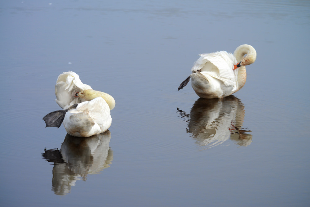 Two Swans Cleaning Themselves Photography Art | Bryce Quayle Fine Art Photography