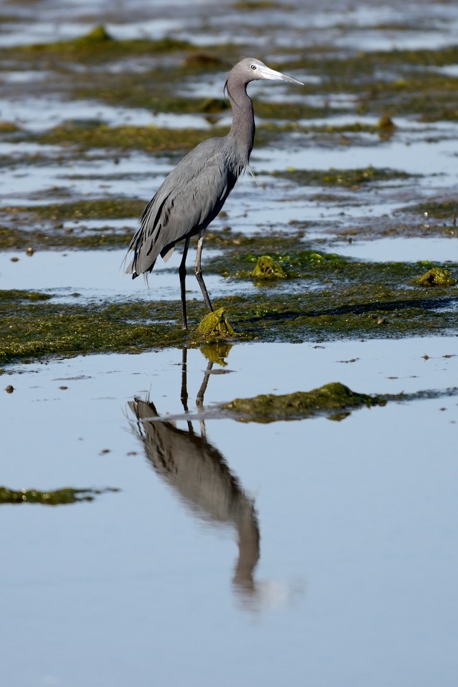 Blue Heron On The Ground 1 Photography Art | Bryce Quayle Fine Art Photography