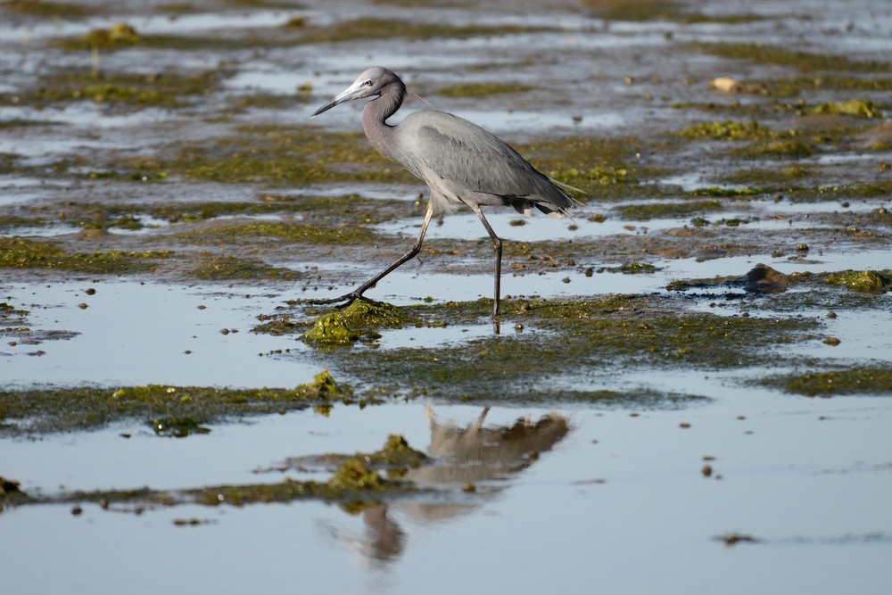 Blue Heron On The Ground 2 Photography Art | Bryce Quayle Fine Art Photography