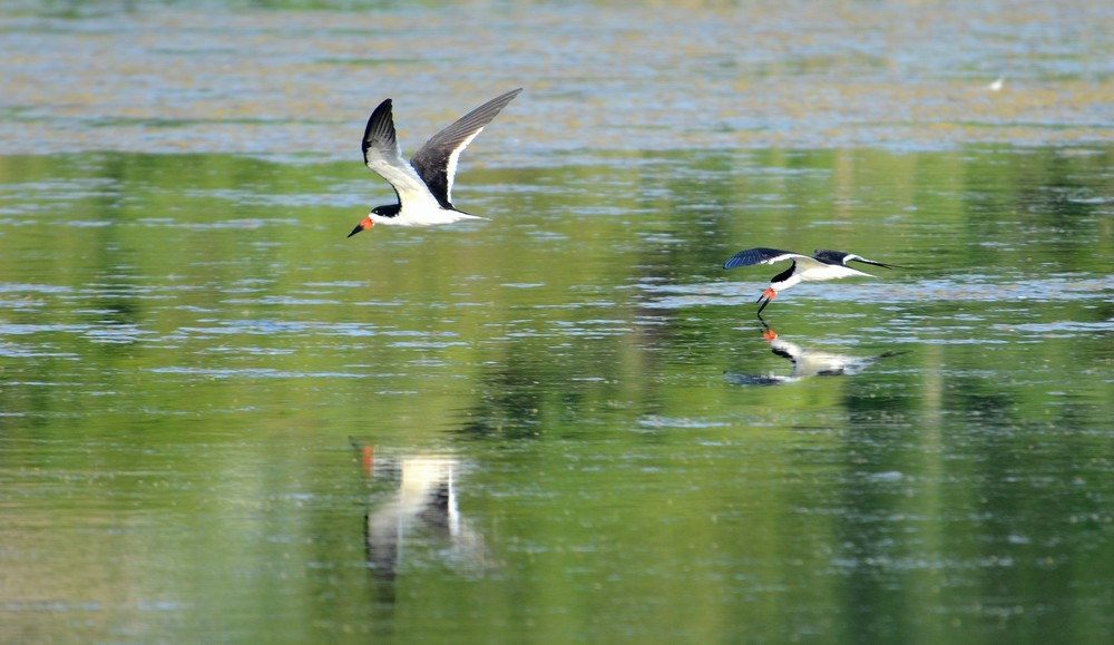 Black Skimmers Over Water 2 Photography Art | Bryce Quayle Fine Art Photography