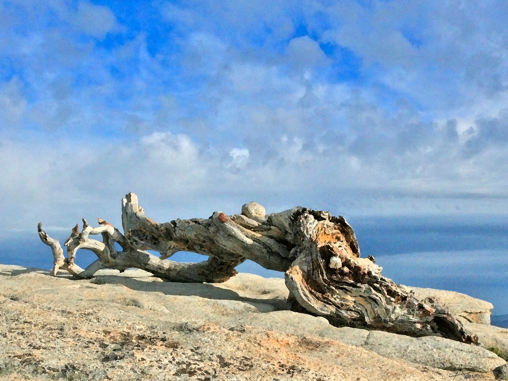 Windswept Art | allenhansen