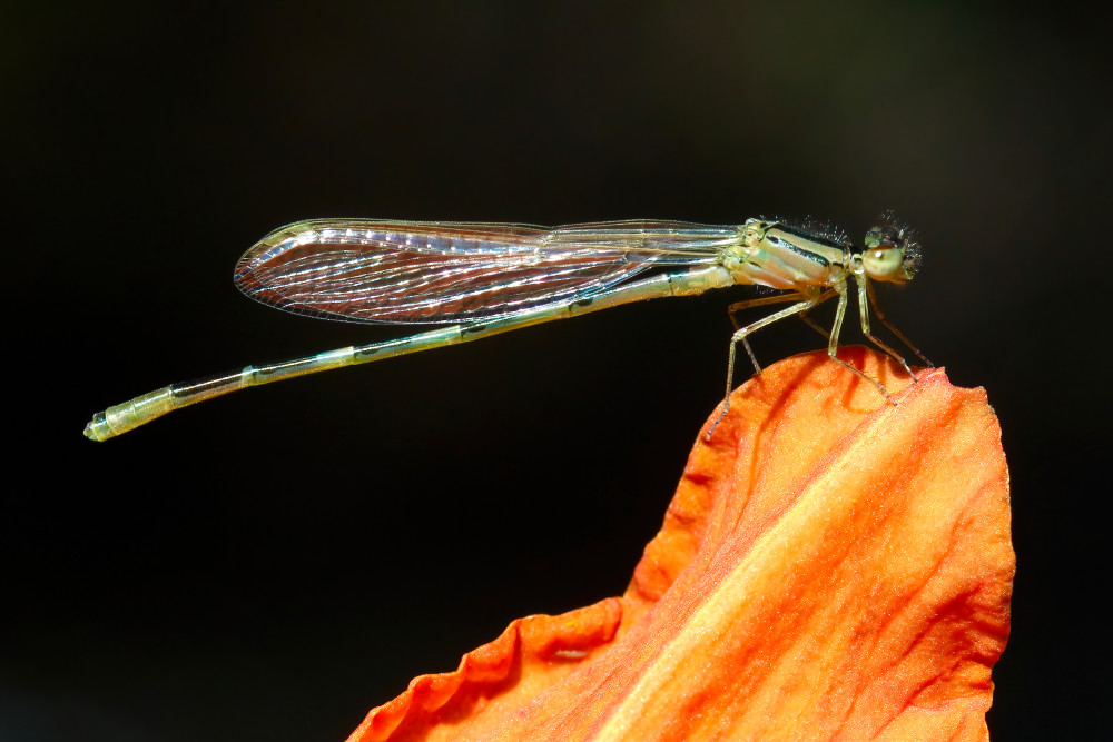 Dragonfly; shop macro images / Susan Rangitsch Photography