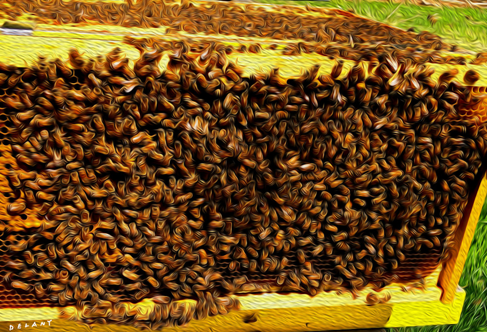 Honey Bees 4