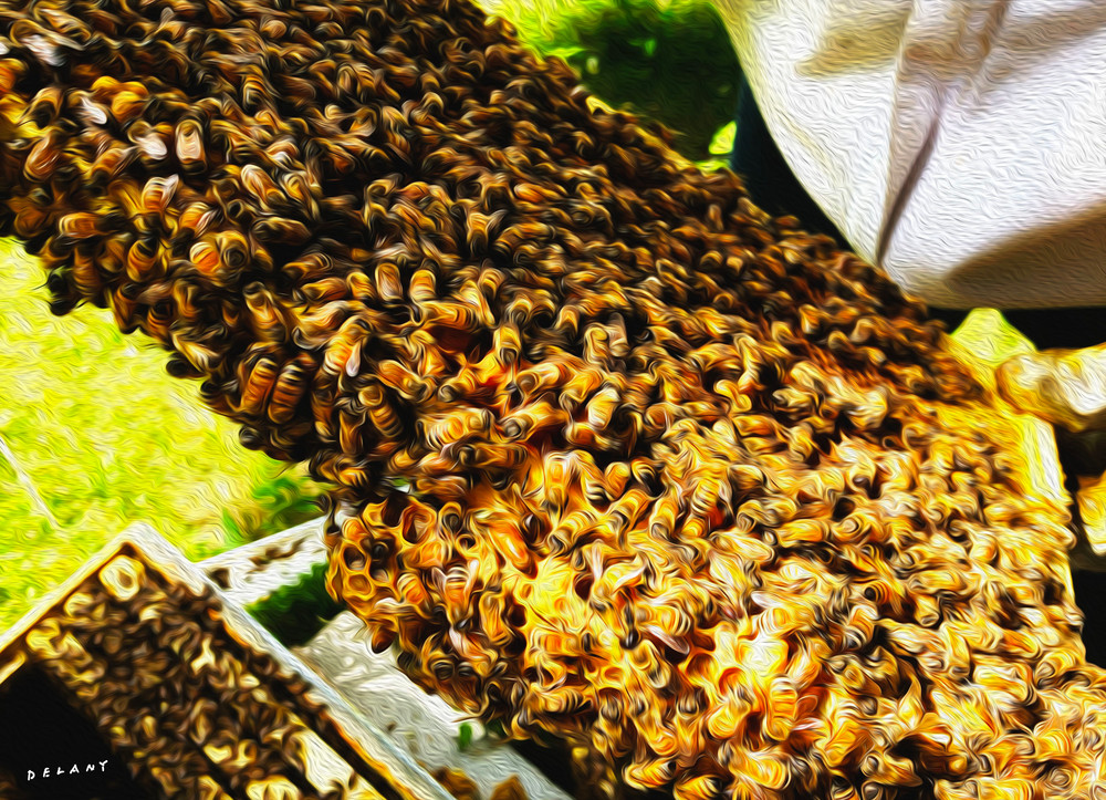 Honey Bees 6 